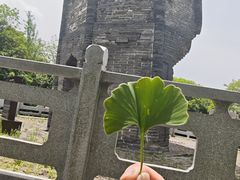-上海佘山国家森林公园天马山园