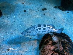 -太平洋海底世界