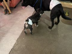 -百好乐宠物友好餐厅(朝外大街店)