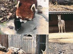 -成都动物园