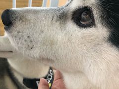 -Husky Go! 哈士奇体验馆·宠物咖啡厅狗咖