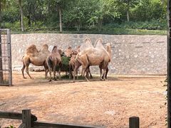 -石家庄市动物园