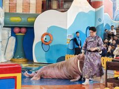 -海合安武汉极地海洋公园