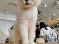 -共舞时光猫咖·狗咖(新街口店)