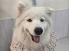-汪说·狗咖·拼豆·宠物周边DIY(旺城大厦店)
