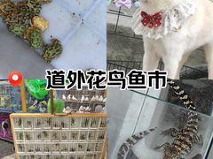 -哈尔滨道外花鸟鱼市场