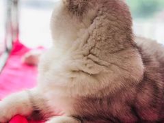 -瑞鹏宠物医院·骨科·猫科·内科(第一中心)