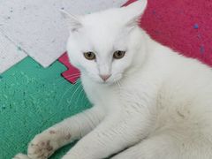 -全心全意连锁动物医院·微创中心·内科急重症·心脏专科(丰管路店)