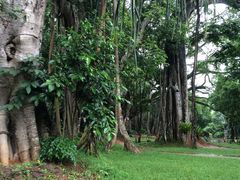 -瑞丽独树成林风景区