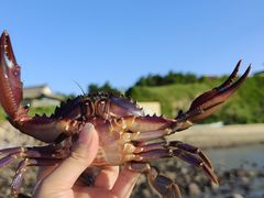 -大连蚂蚁岛度假区