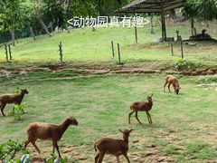 -深圳野生动物园