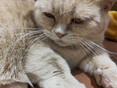 -1013 PET SHOP精品宠物商店(丁香店)