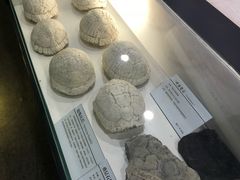 -中国第四纪冰川遗迹陈列馆