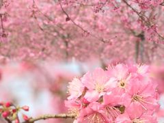 -天适樱花悠乐园
