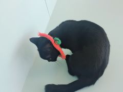 -怪兽屋·羊驼·猫咖·狗咖(俊华广场店)