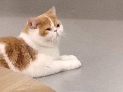 -飞行喵MR PILOT|猫舍·猫咖(静安大融城店)