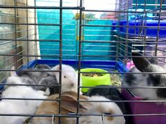 -万商花鸟市场