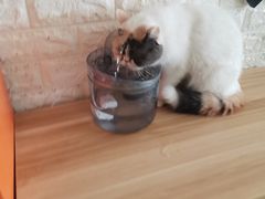 -平行世界·猫咖(首经贸店)