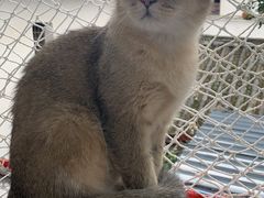 -喵屿·大理花园猫咖