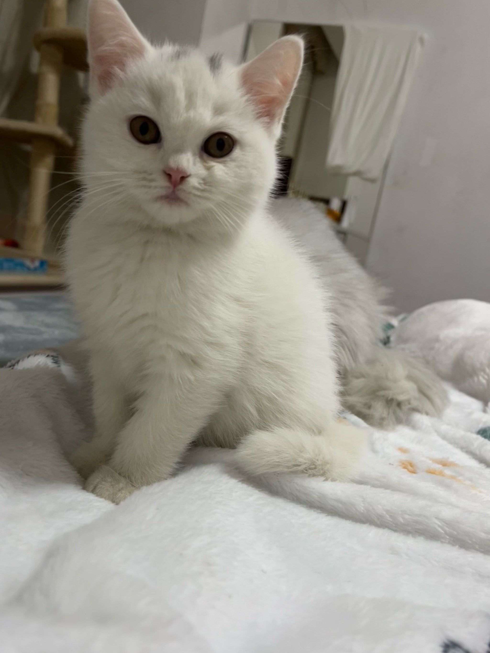 天天领红包当初小白刚到家,兄弟俩感情是无敌好啊