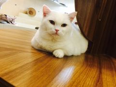 -飞行喵MR PILOT|猫舍·猫咖(静安大融城店)