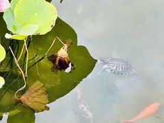 -万寿八仙宫