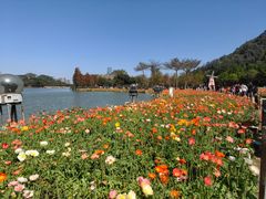 -顺峰山公园