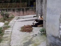 -成都大熊猫繁育研究基地