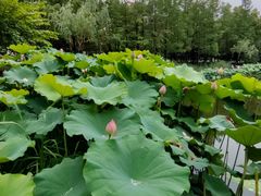 -陈家山荷花公园