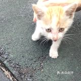 猫🐱 流浪