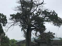 -司徒庙
