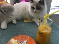 -鼓捣猫呢主题猫咖店