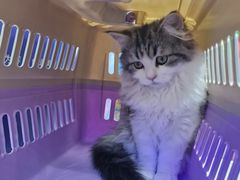 -小猫来了·猫舍(红山六九七九店)