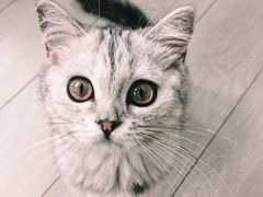 -喵的天空名猫咖啡馆·撸猫·猫舍·用品