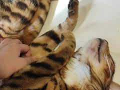 -三花喵·撸猫购宠·宠物生活馆(虹桥南丰城店)