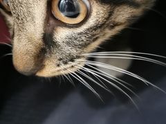 -凯特喵百思猫专科医院