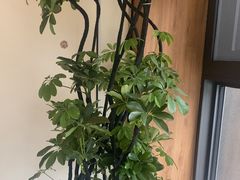 -樱㳊音乐餐酒吧