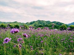 -曲江薰衣草庄园