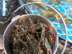 -争先鲜·蒸汽海鲜自助·鲜切牛肉