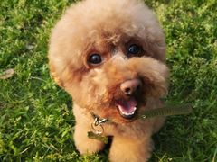 -帕帕拉兹宠物(亚洲旗舰店)