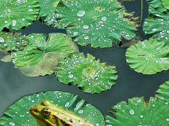 -新江湾城公园