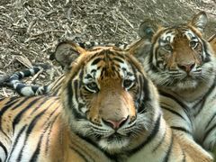-栾川竹海野生动物园