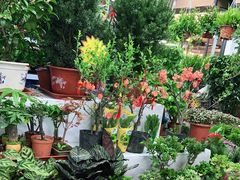 -大自然花鸟鱼虫市场