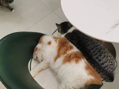 -安格丽娜·狗咖·猫咖羊驼咖(春熙路百盛商场店)