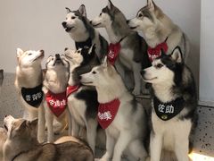 -Husky Go!哈士奇体验馆·宠物咖啡厅狗咖