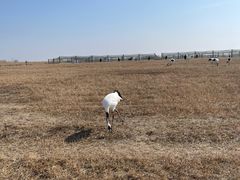 -盐城丹顶鹤湿地生态旅游区