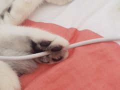 -lincat·猫舍(广州店)