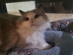 -青柠影咖·私人影院(龙泉店)