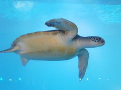 -广东惠东海龟国家级自然保护区