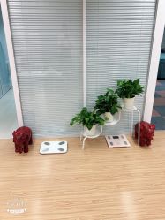 -维纳斯专业减肥